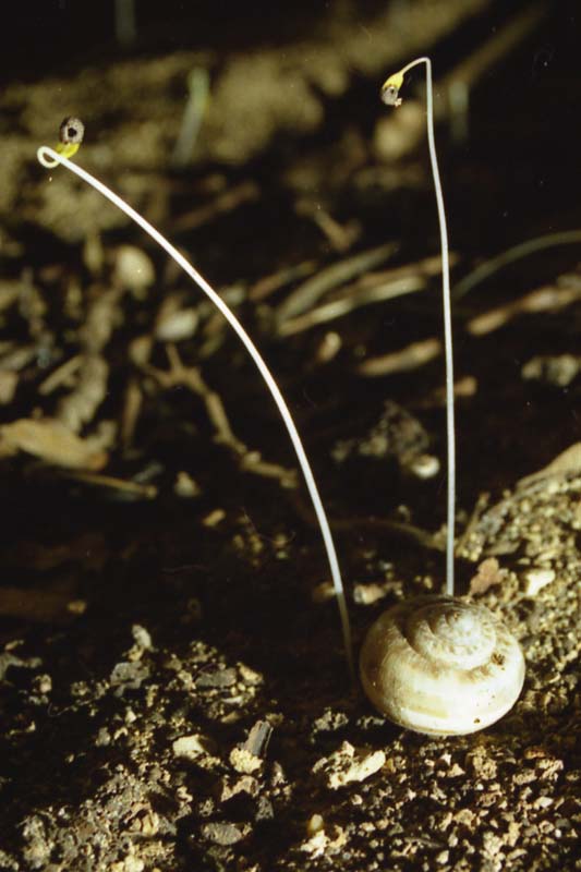 Germinazione di semi in una grotta